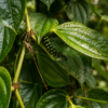Pepper leaf Pepper cone