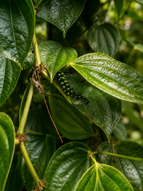 Pepper leaf Pepper cone